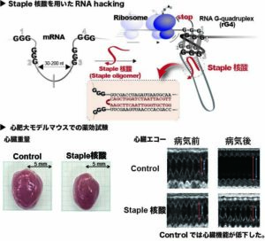 Staple oligomers induce a stable RNA G-quadruplex structure for protein translation inhibition in therapeutics